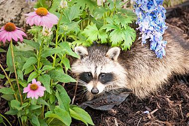 Animals inside Garden