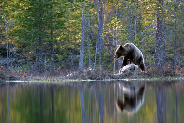 5 Nocturnal Creatures You Can Only Find in Louisiana’s Swamps