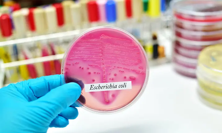 How Does E. coli Affect Pregnancy?