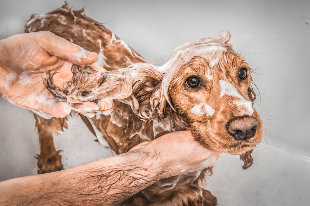 Perro cocker spaniel inglés recibiendo un baño