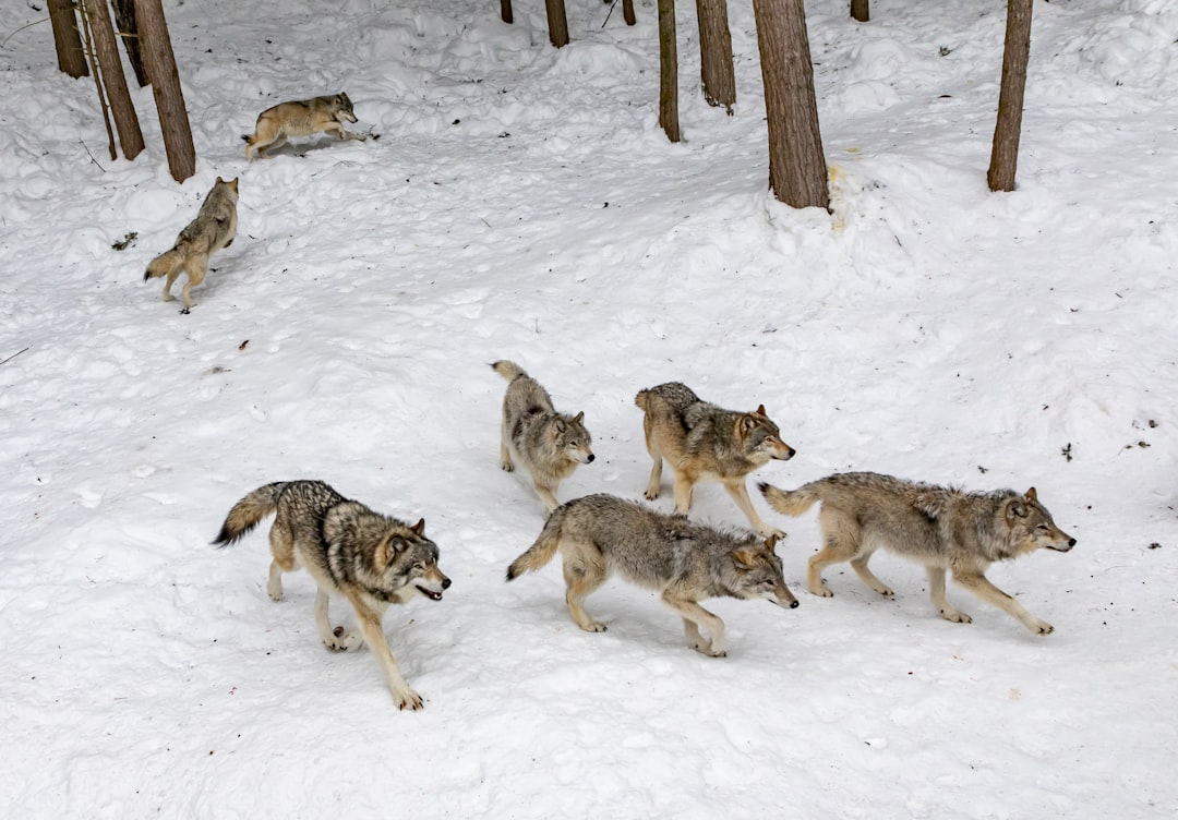 pack of wolves