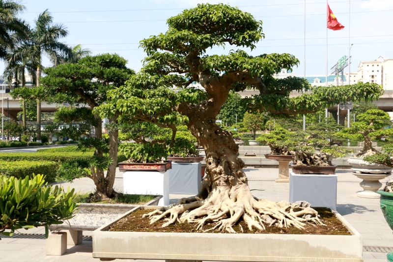 Cây bonsai cổ thụ