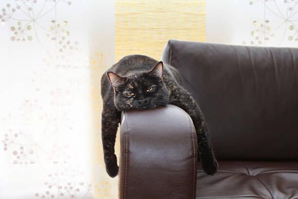 A cat lying on a couch

Description automatically generated