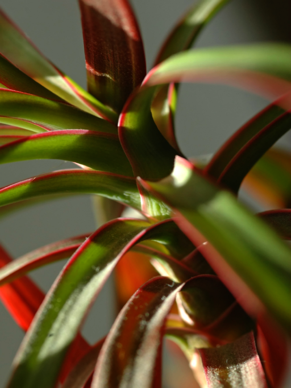 Plantas que crescem muito bem em quartos mais escuros, Dracaena