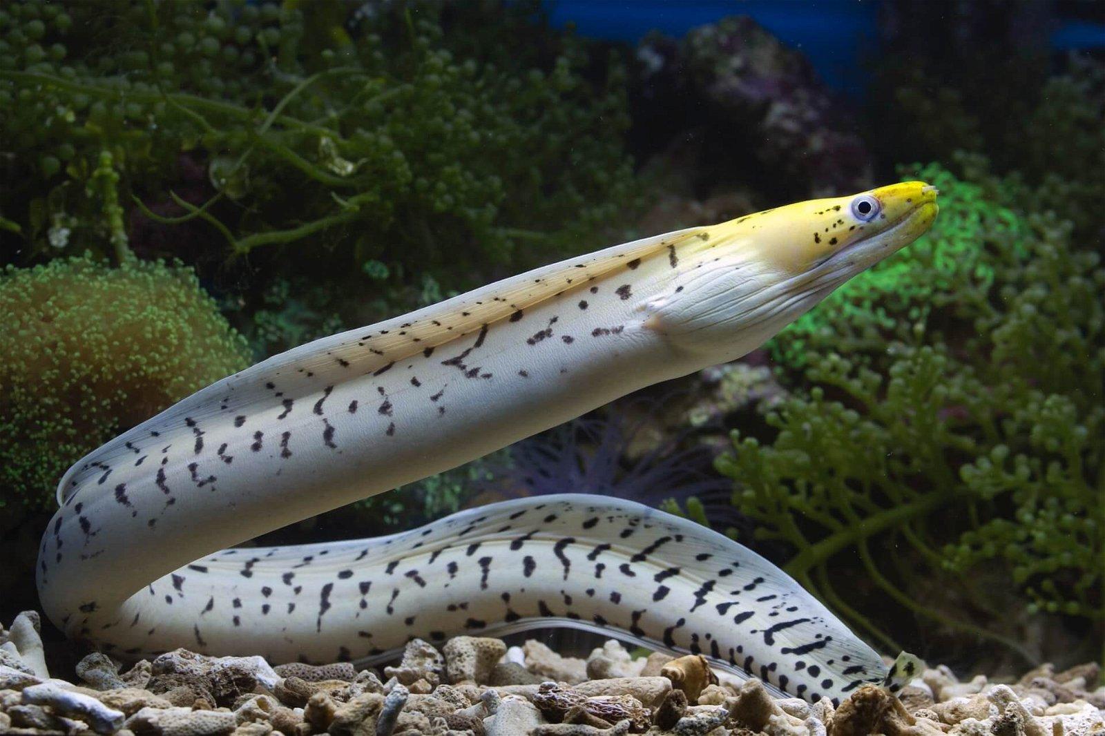 Snake Eels