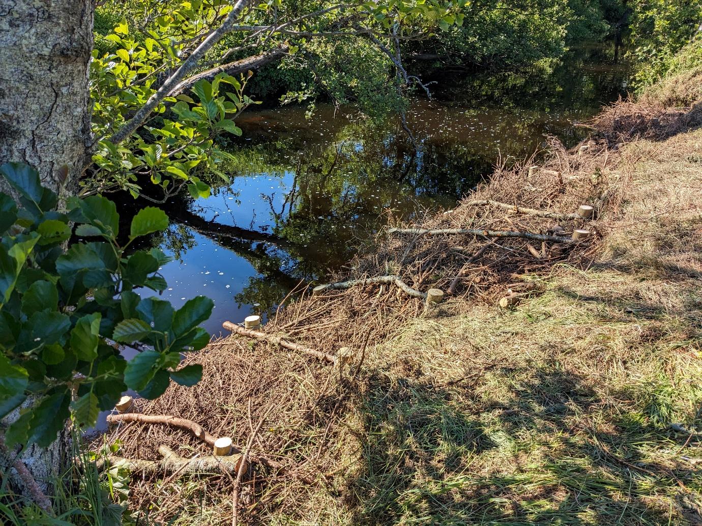 A stream of water with trees and leaves

Description automatically generated