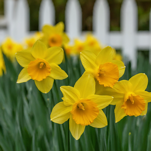 7 Easy Steps to Stunning Spring Blooms: Your Guide to Growing Lent Lilies