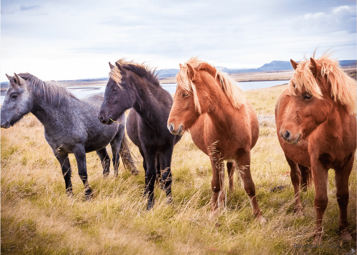 Icelandic Horse