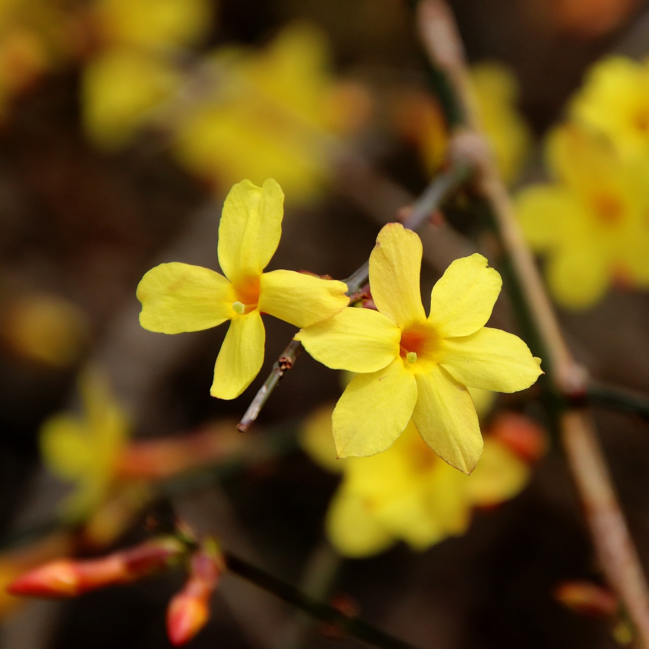 Jasmin d’hiver (Jasminum nudiflorum) 