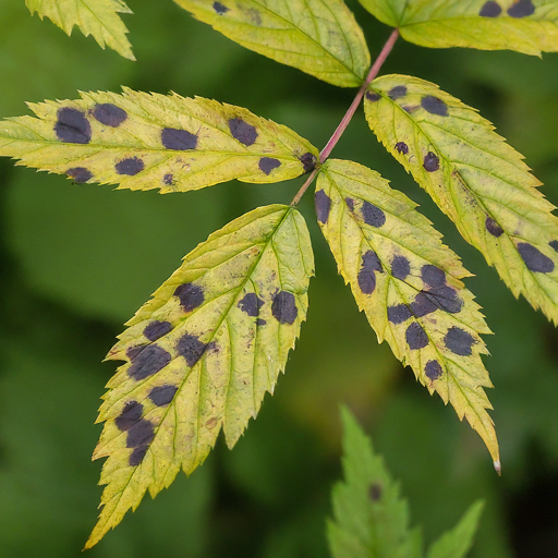 Meadowsweet Problems & Solutions: Troubleshooting for Success