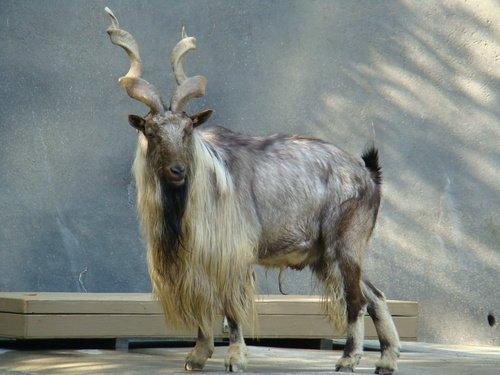 Markhor