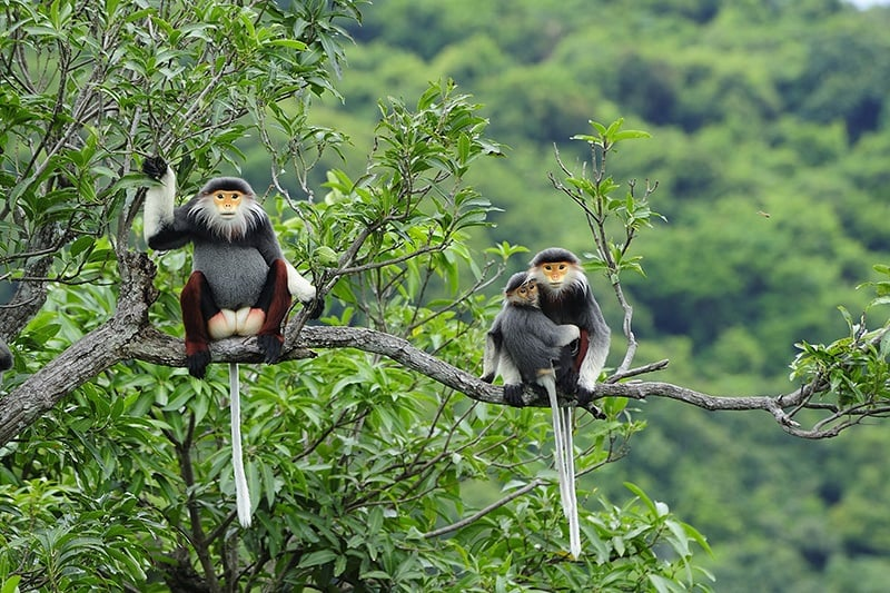 Vietnam's diverse ecosystems provide a rare glimpse into the harmonious coexistence of a multitude of endangered and exotic species.