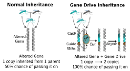 CRISPR Technique and its Application |