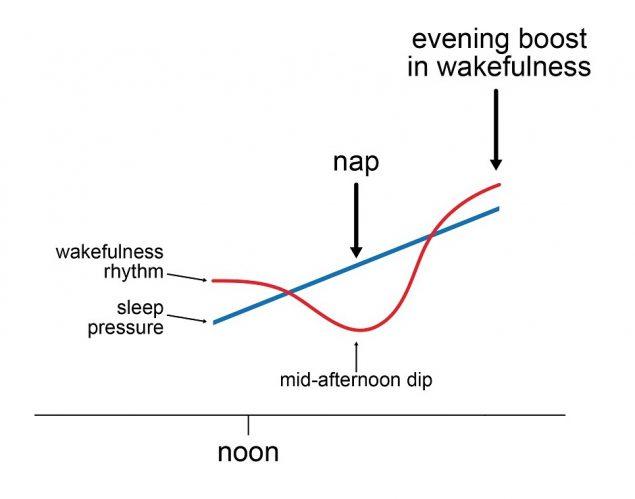 Module 2. Afternoon Dip in Wakefulness | NIOSH | CDC