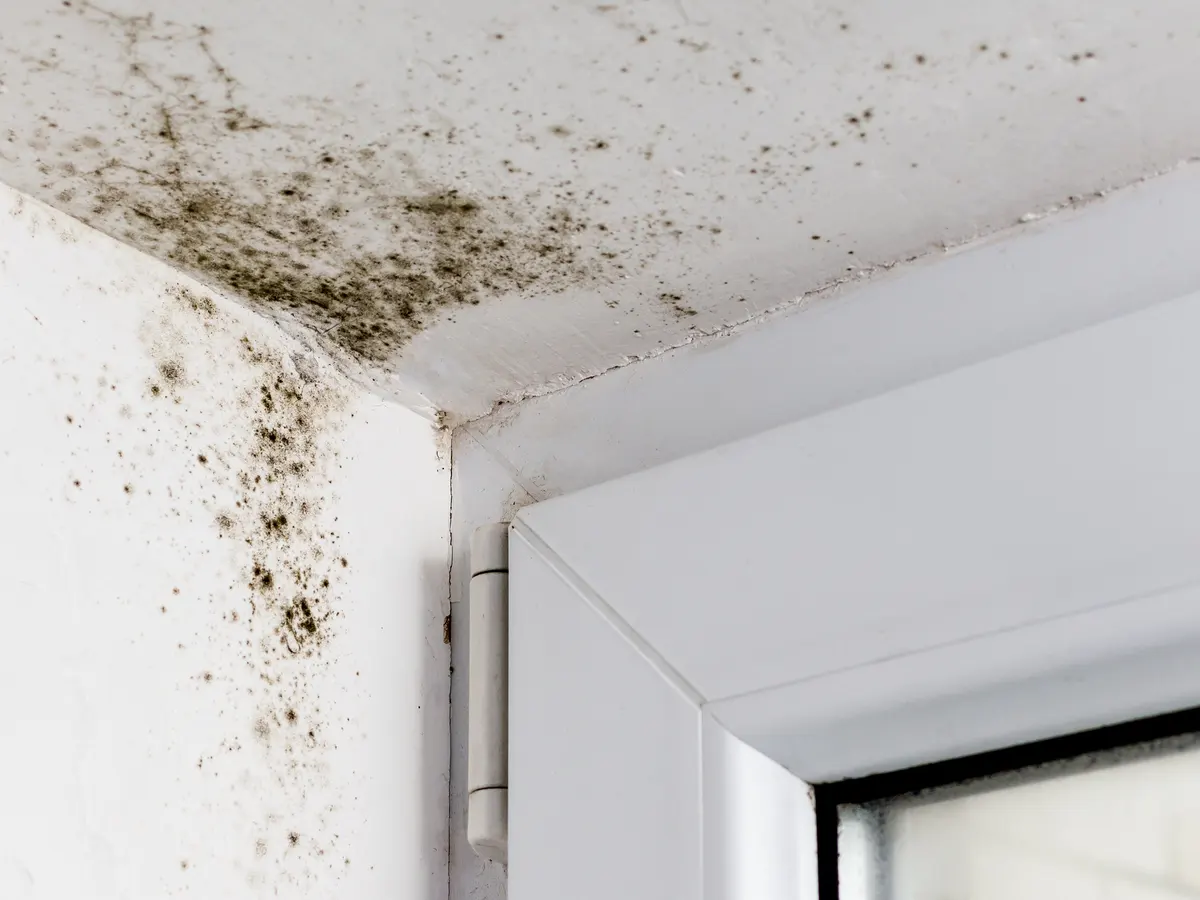 black mold vs mildew