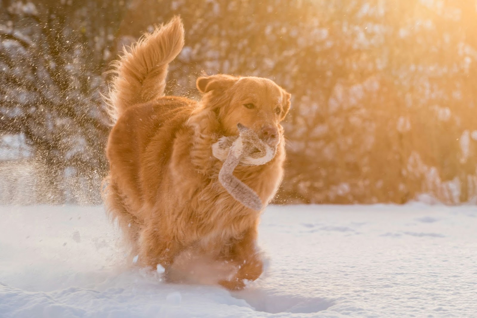 Golden Mountain Dog