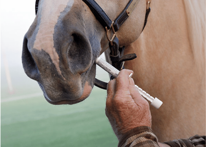 What is Horse Deworming?