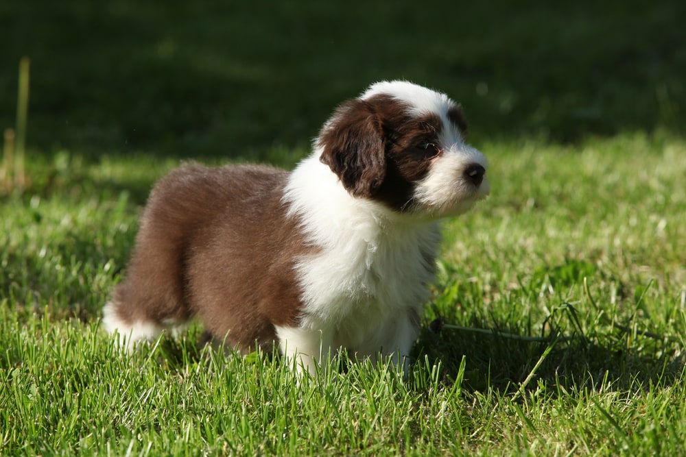 Cachorro de Bearded collie de pie en el jardín