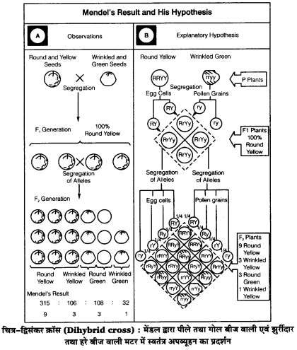 UP Board Solutions for Class 12 Biology Chapter 5 Principles of Inheritance and Variation 4Q.1.3