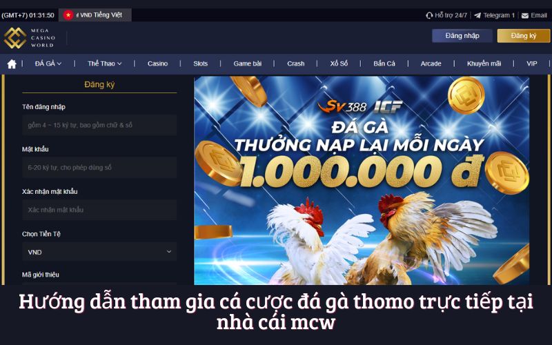 Hướng dẫn tham gia cá cược đá gà thomo trực tiếp tại nhà cái mcw