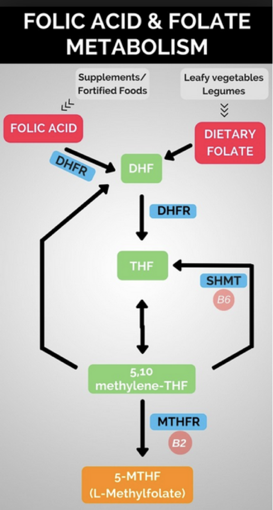 A diagram of a complex of folic acid

Description automatically generated