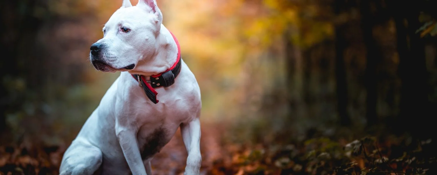 White Pitbull