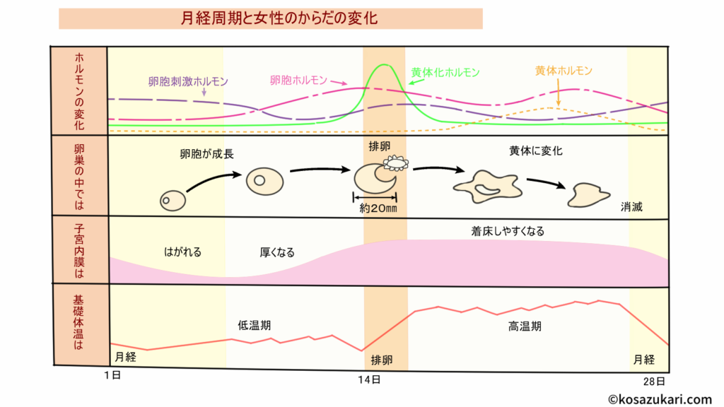 人工授精の手順と痛みの真実