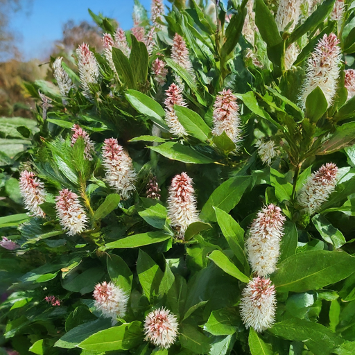 Patience is a Virtue: Witnessing the Floral Spectacle