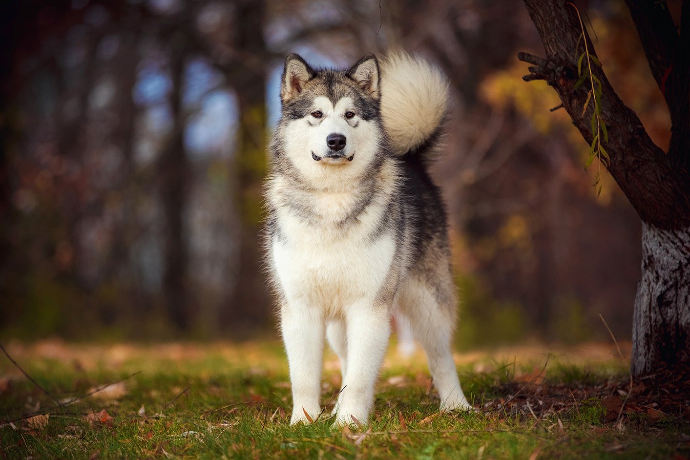 malamute de alaska