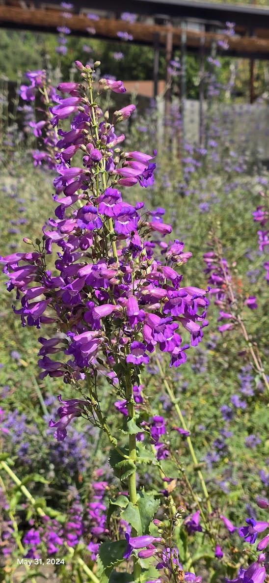一張含有 植物, 花, 戶外, 紫色 的圖片

自動產生的描述