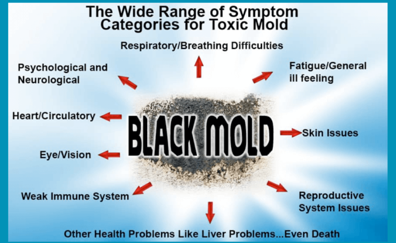 black mold removal