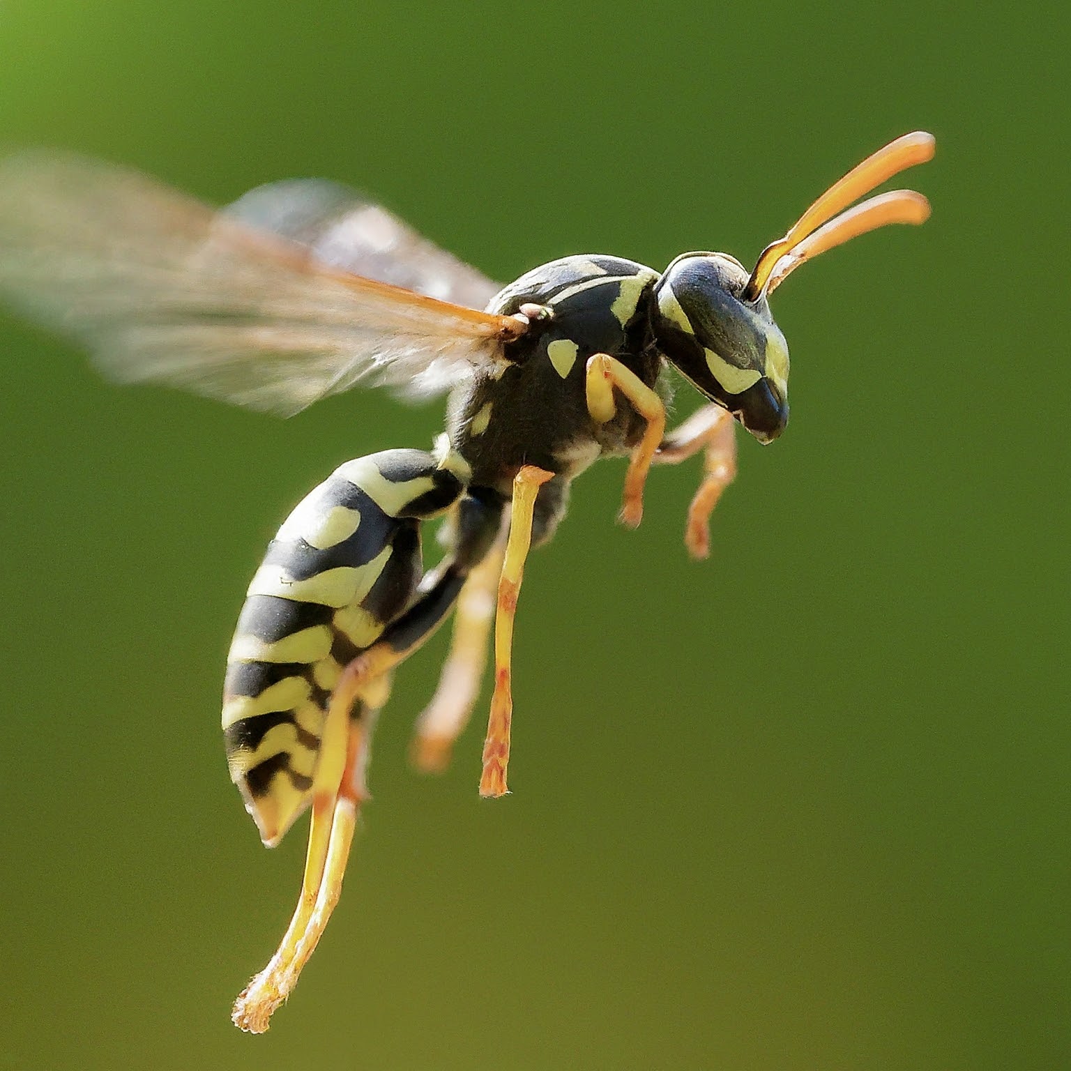 Close up of flying wasp