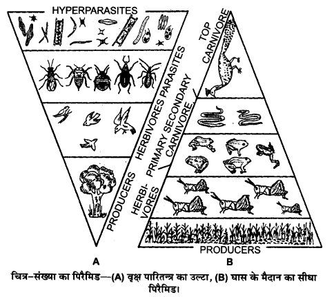 UP Board Solutions for Class 12 Biology Chapter 14 Ecosystem Q.9.2