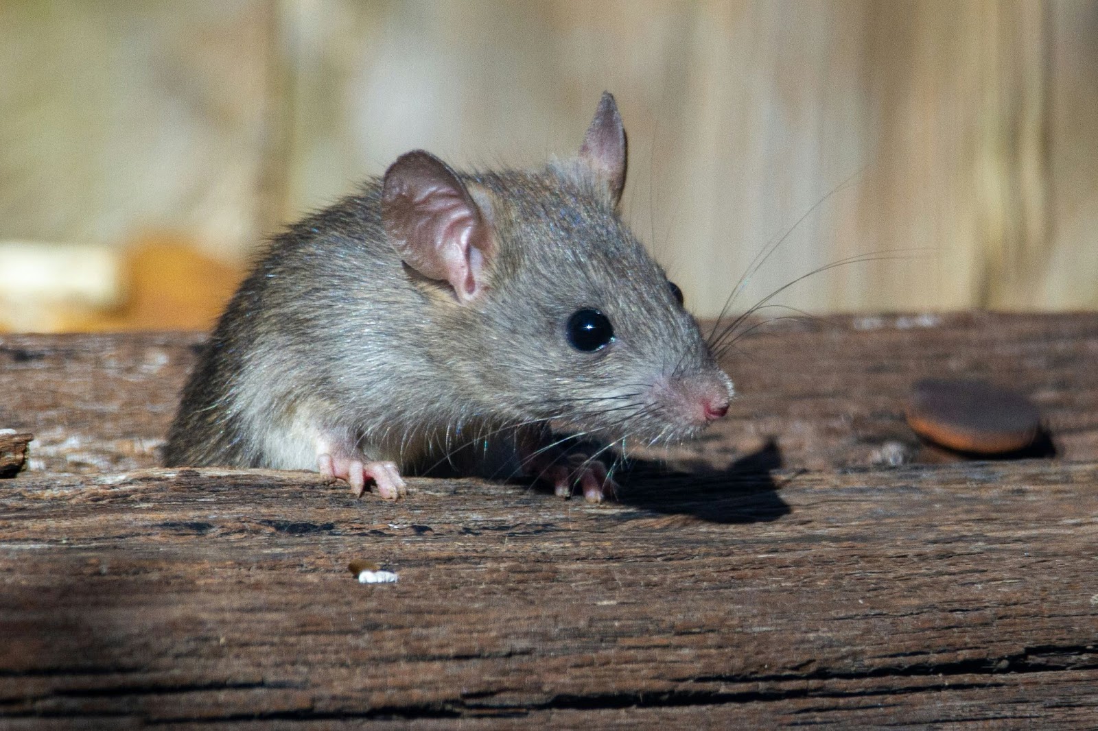 Boli asociate cu prezența șoarecilor în casă