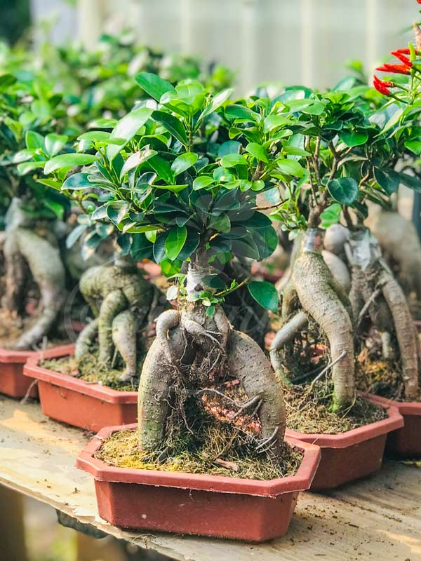 Cây Si Bonsai