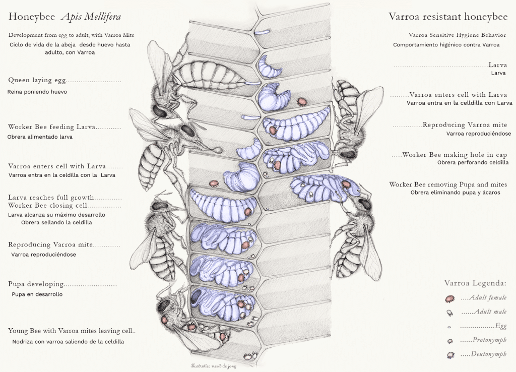Varroa destructor: Qué es y como tratarla. - Sin categorizar