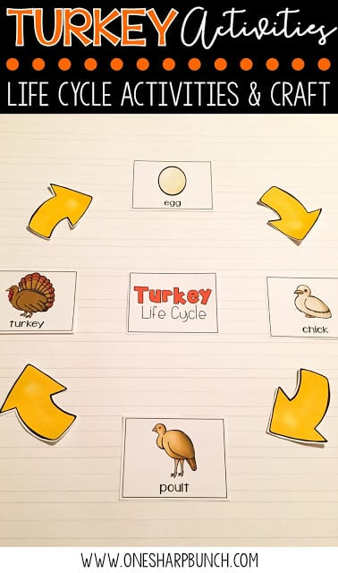 FREE turkey life cycle activities, including pocket chart sentences. Perfect for Thanksgiving centers and turkey time! Keep your kiddos engaged with these turkey activities, adorable turkey crafts and turkey centers!