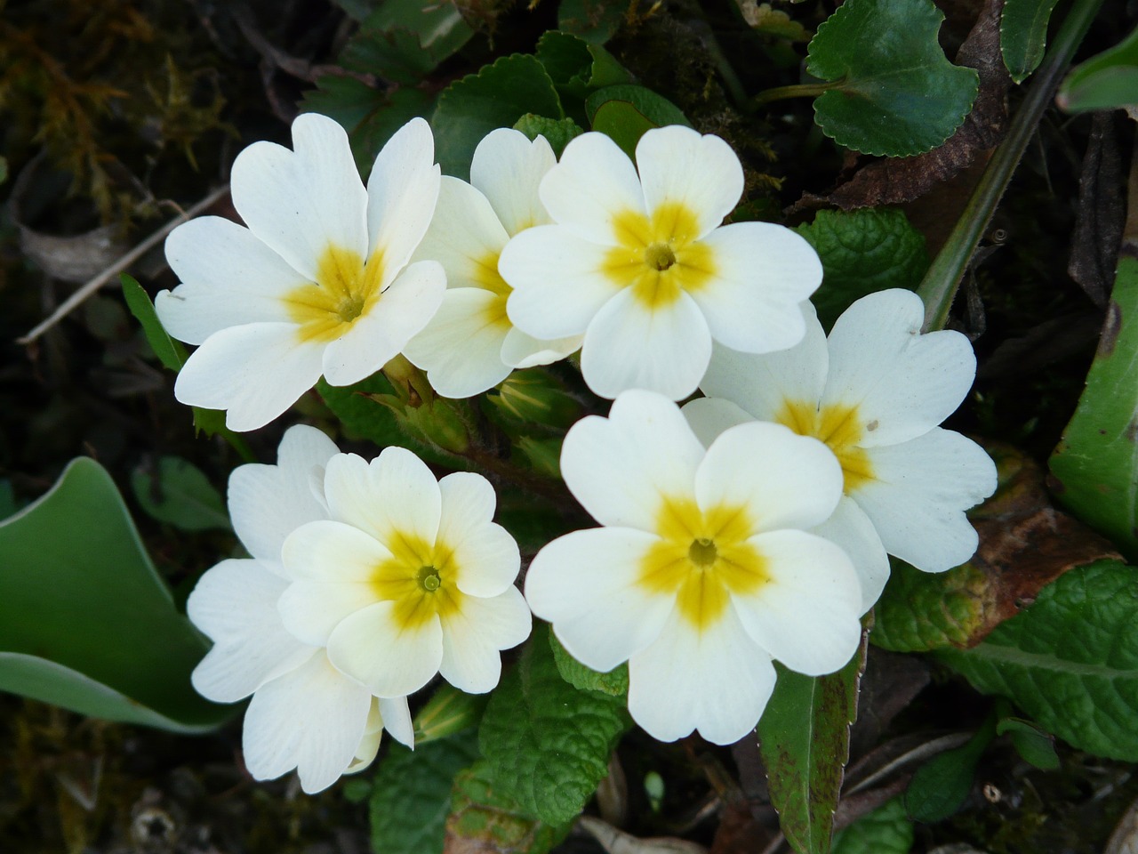 Primevère (Primula vulgaris)