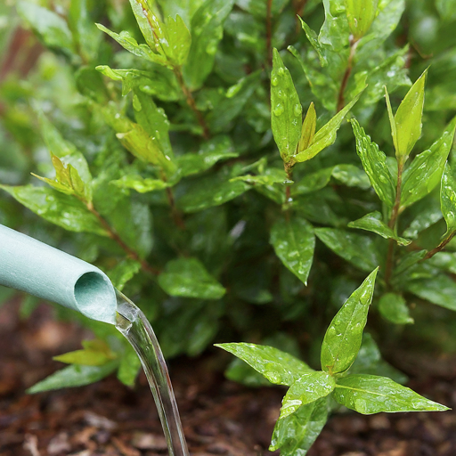 Watering Wisely: The Art of Keeping Your Myrtle Hydrated