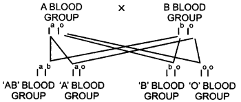 UP Board Solutions for Class 12 Biology Chapter 5 Principles of Inheritance and Variation Q.12.2