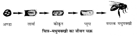 UP Board Solutions for Class 12 Biology Chapter 9 Strategies for Enhancement in Food Production 2Q.3