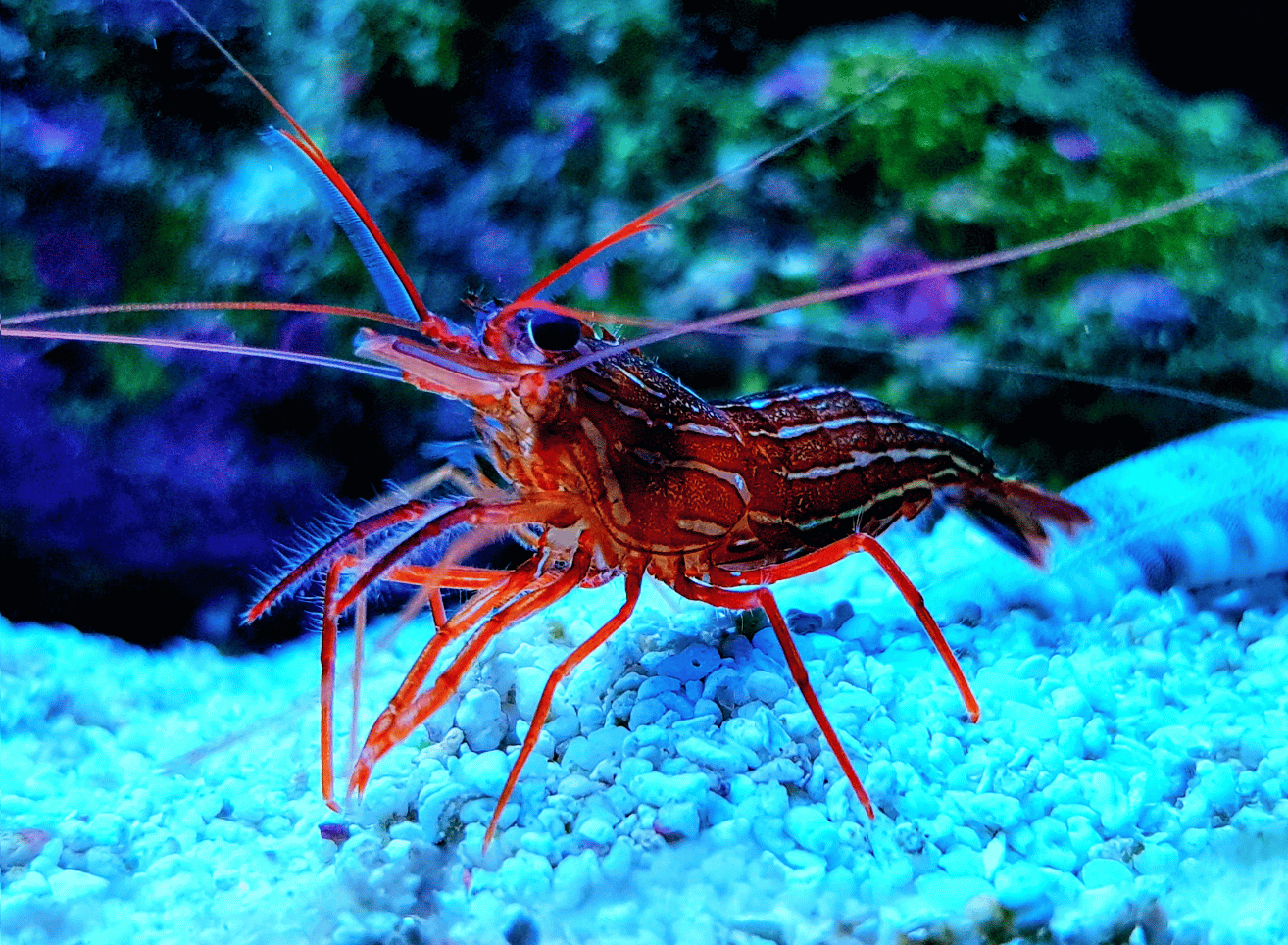 Scarlett Cleaner Shrimp