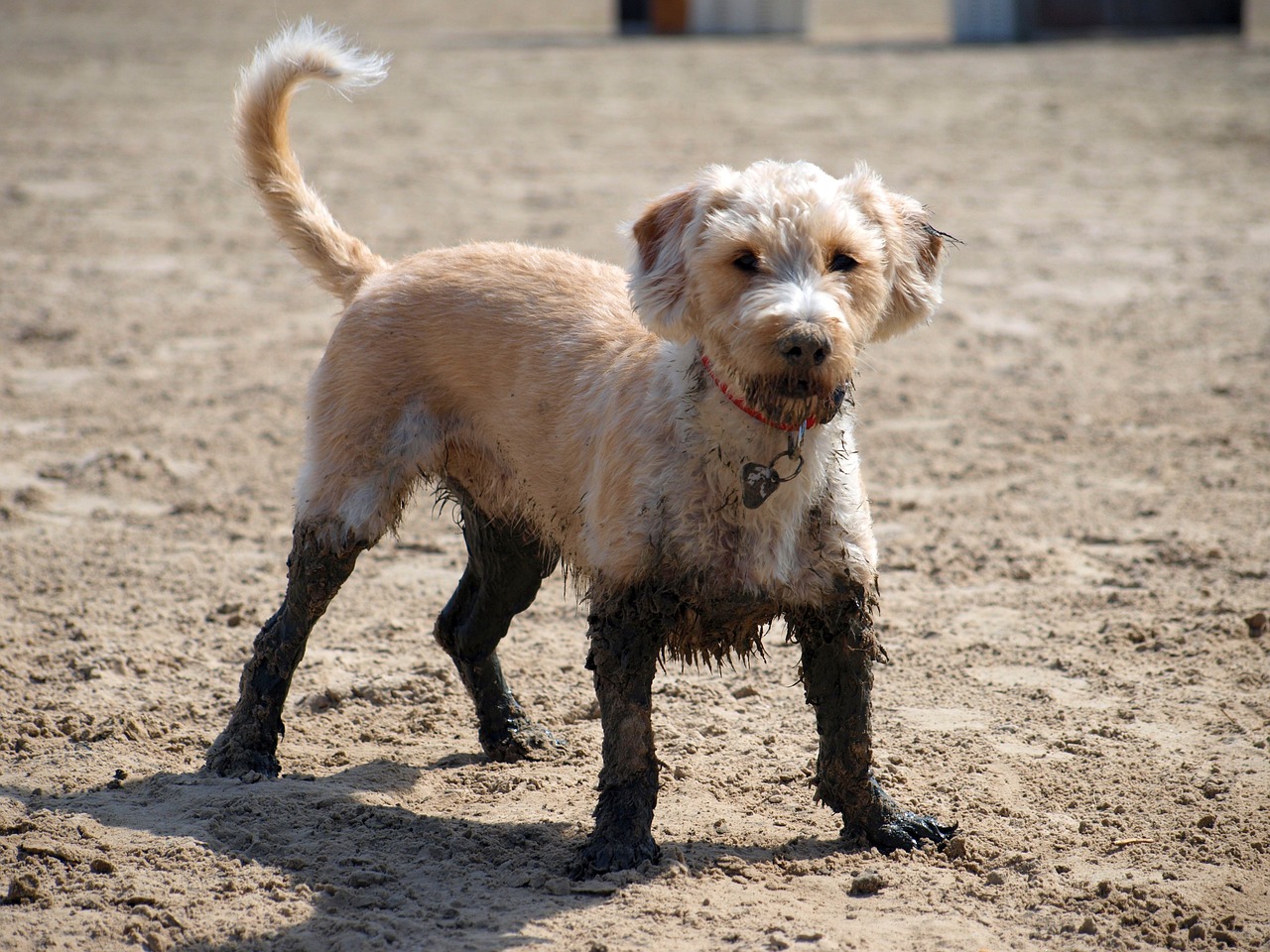 泥だらけの犬