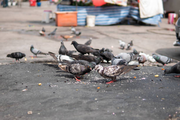 Discover effective pigeon deterrents with Green Machine Pest Control.