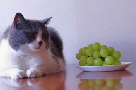 Cat with branch of grapes