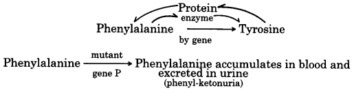 UP Board Solutions for Class 12 Biology Chapter 5 Principles of Inheritance and Variation Q.16.2