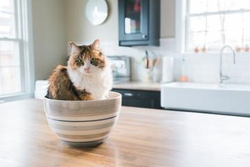 A cat sitting in a bowl

Description automatically generated