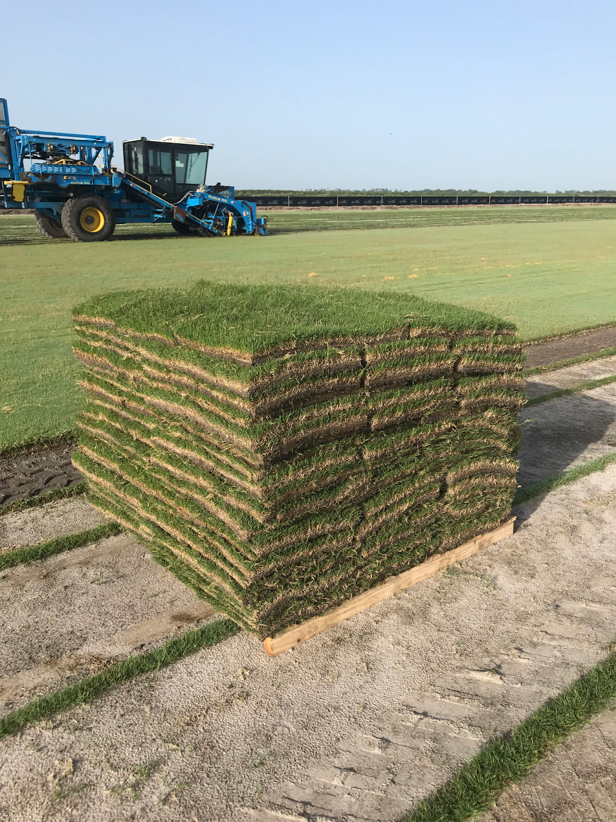 drought-resistant-bermuda-grass-pallet