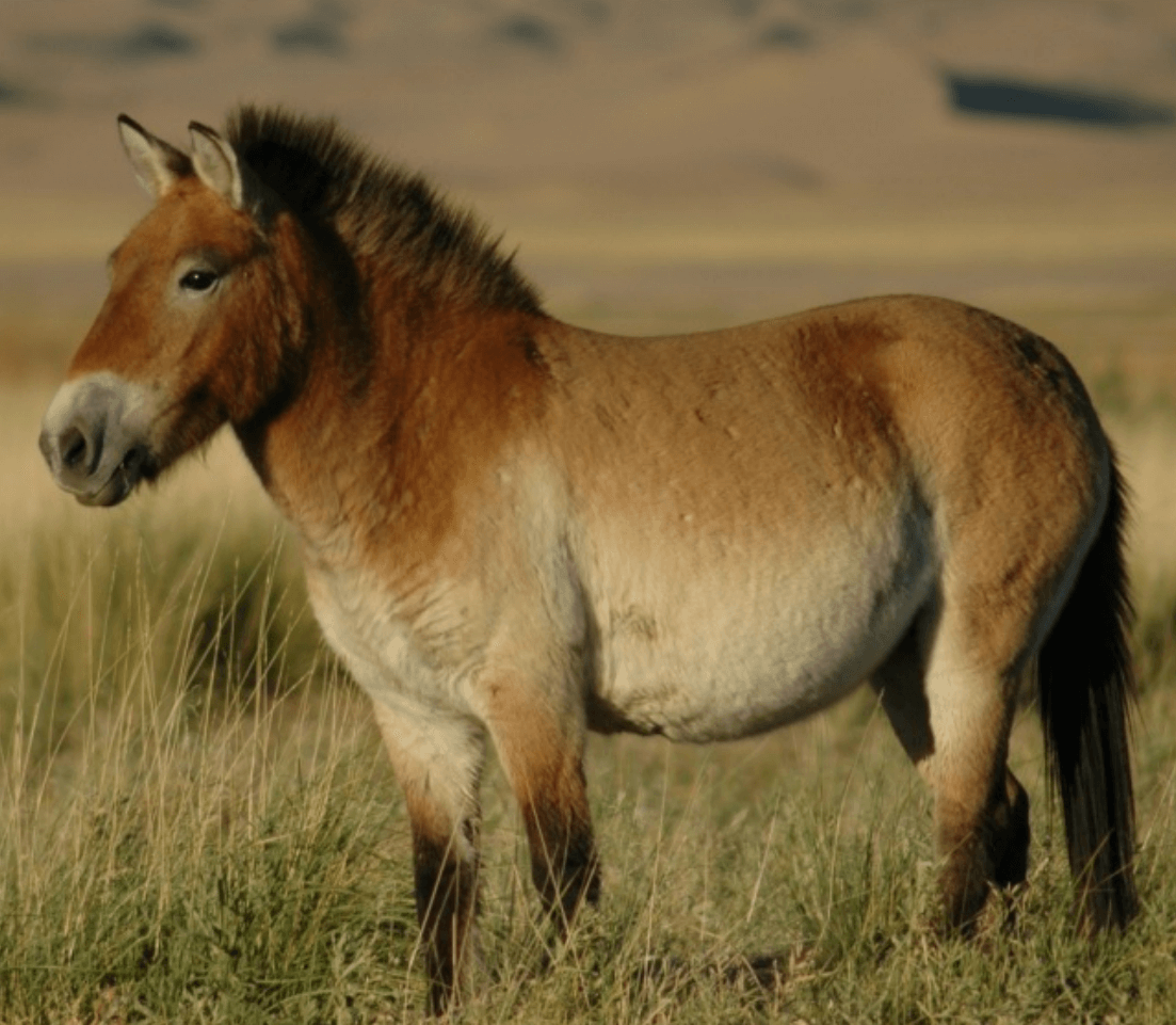 Przewalski horses