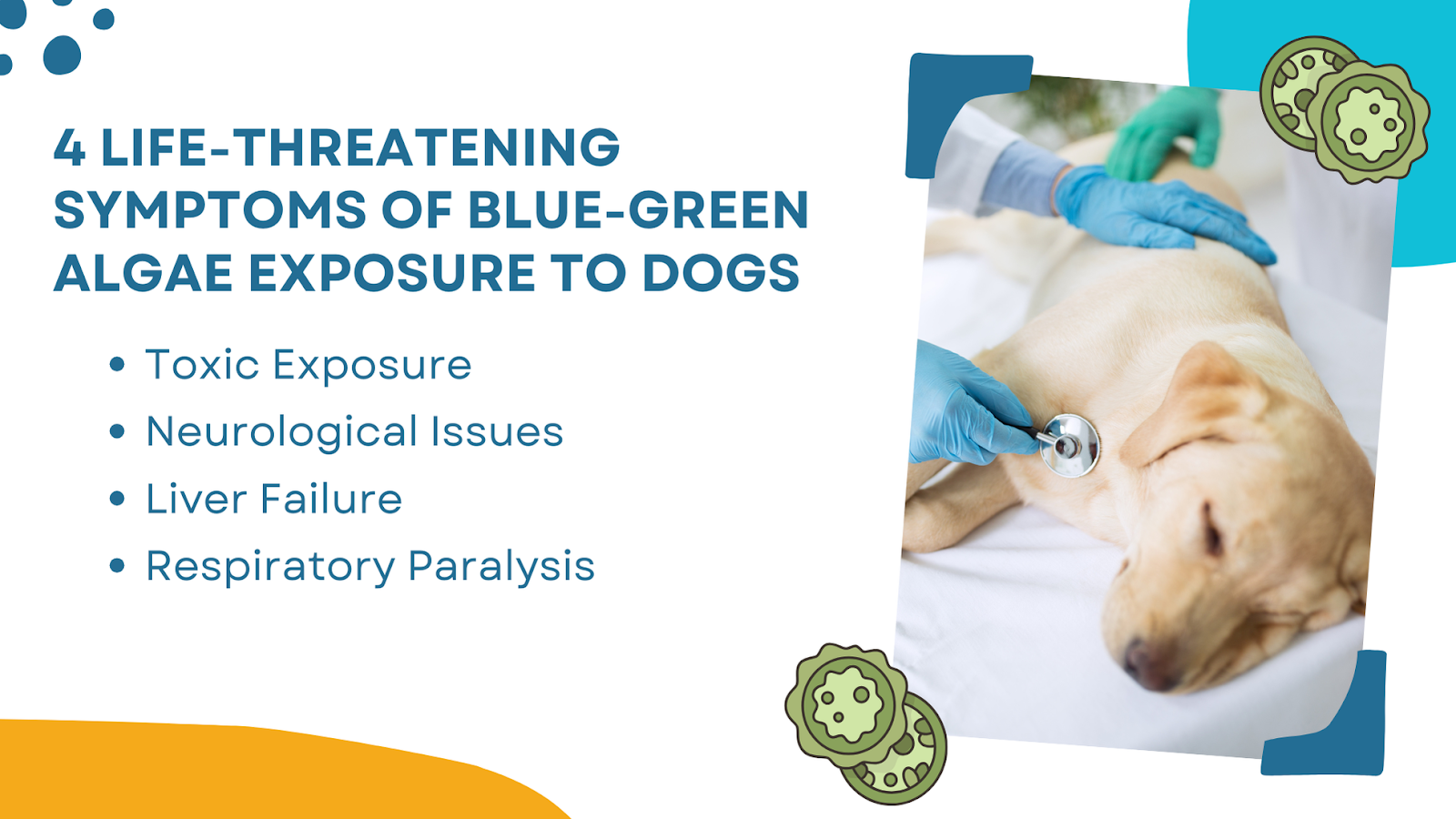 Life-threatening symptoms of blue-green algae exposure to dogs